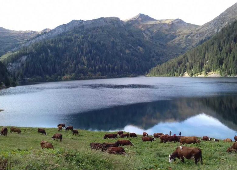 Visite de Ferme : GAEC du Cuvy